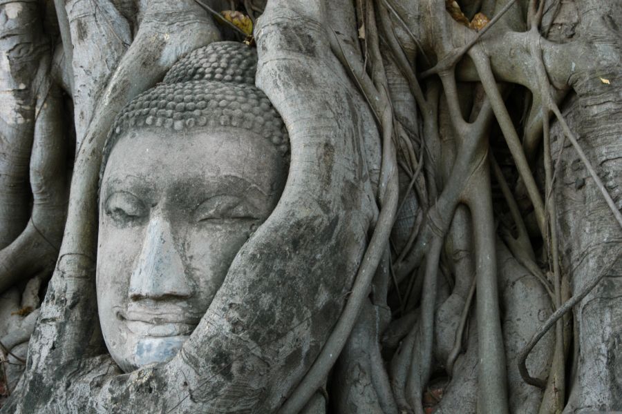 Thailand Ayutthaya Wat Mahathat tempel boom met boeddha hoofd