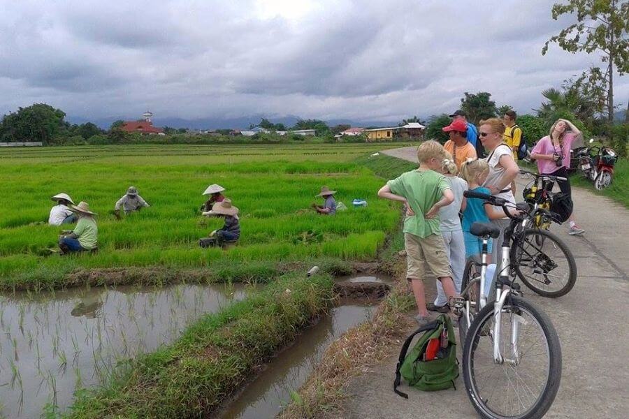 Thailand Chiang Mai Fietstour Fietsen rijstvelden familie