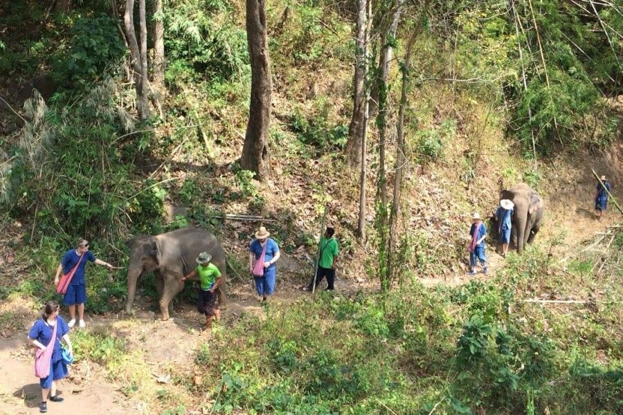 Thailand Chiang Mai Olifanten trainer voor 1 dag 13