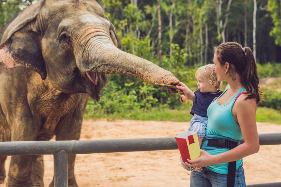 Thailand Chiang Mai moeder en zoon olifant