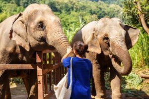 2-Daagse jungletrekking en olifanten verzorgen
