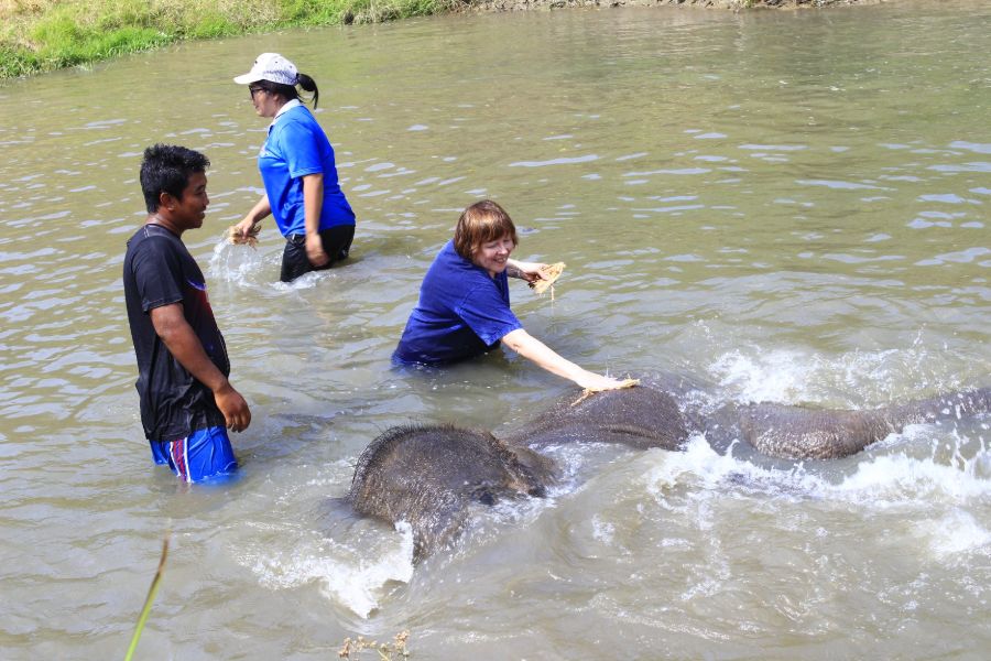 Thailand Chiang Mai olifant wassen