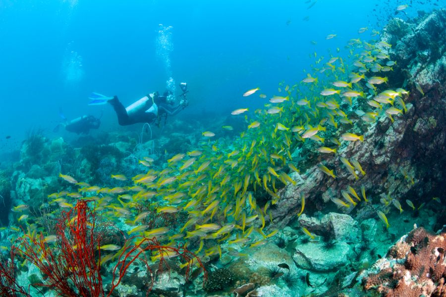 Thailand Koh Chang snorkelen duiken onderwaterwereld zee vissen