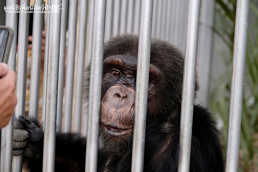 Thailand Phetchaburi Wildlife Friends Foundation Thailand chimpansee Canoe