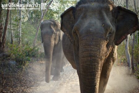 Gerelateerd blog artikel Steun de wilde dieren in Thailand!