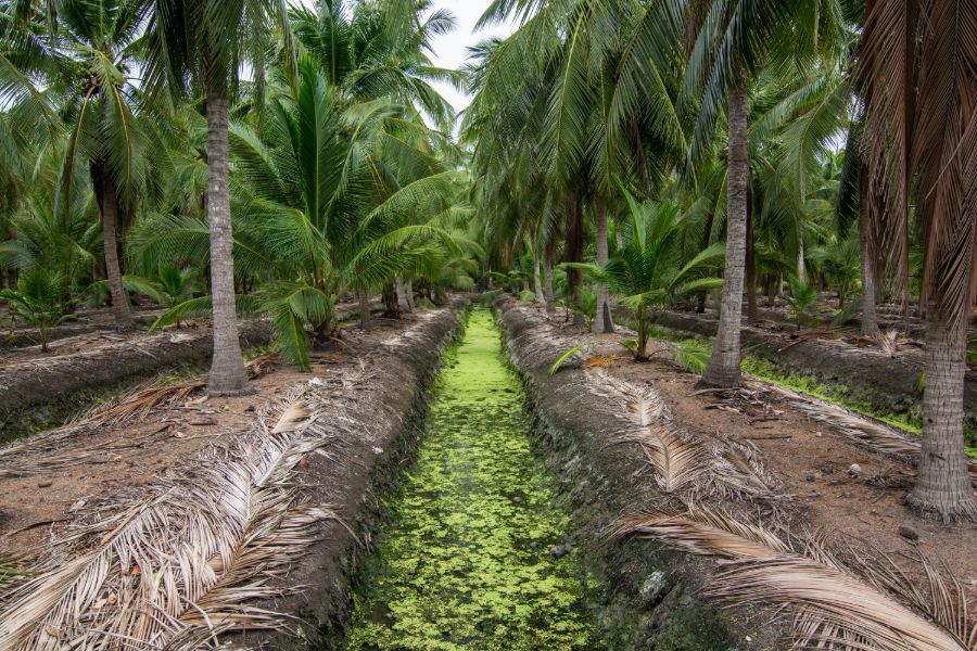 Thailand Samut Songkhram kokosnoot plantage