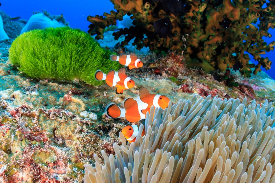 Thailand Similan Eilanden clown fish Nemo