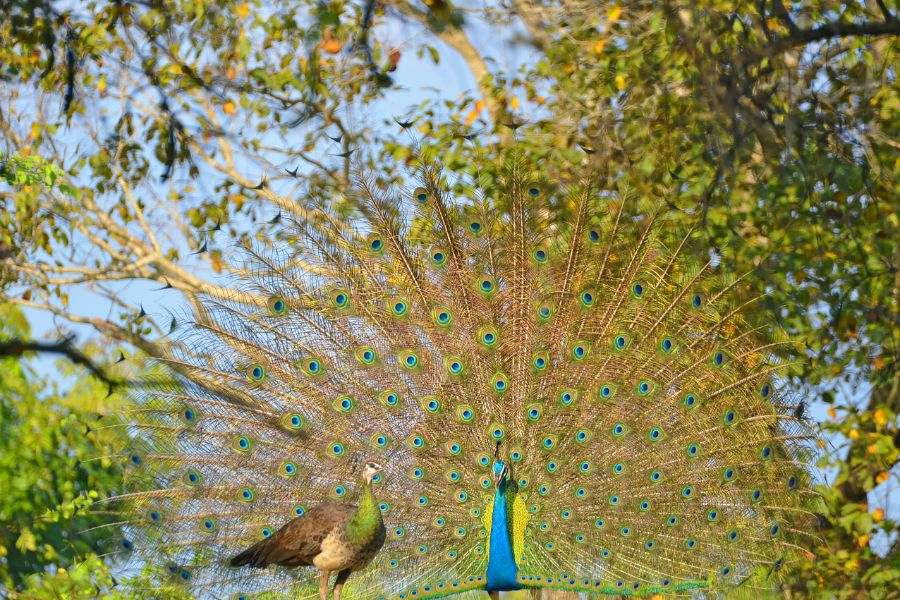 Wilpattu National Park 1