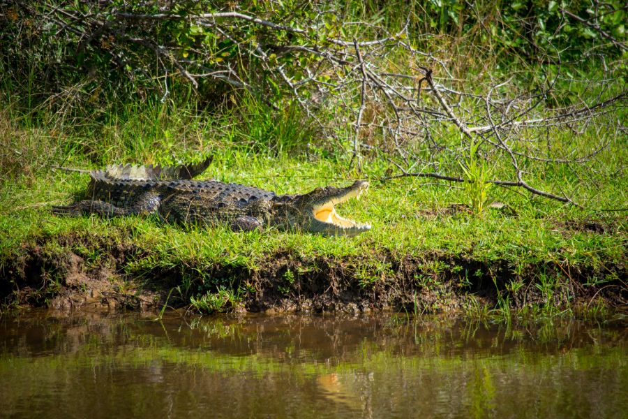 Wilpattu National Park 10