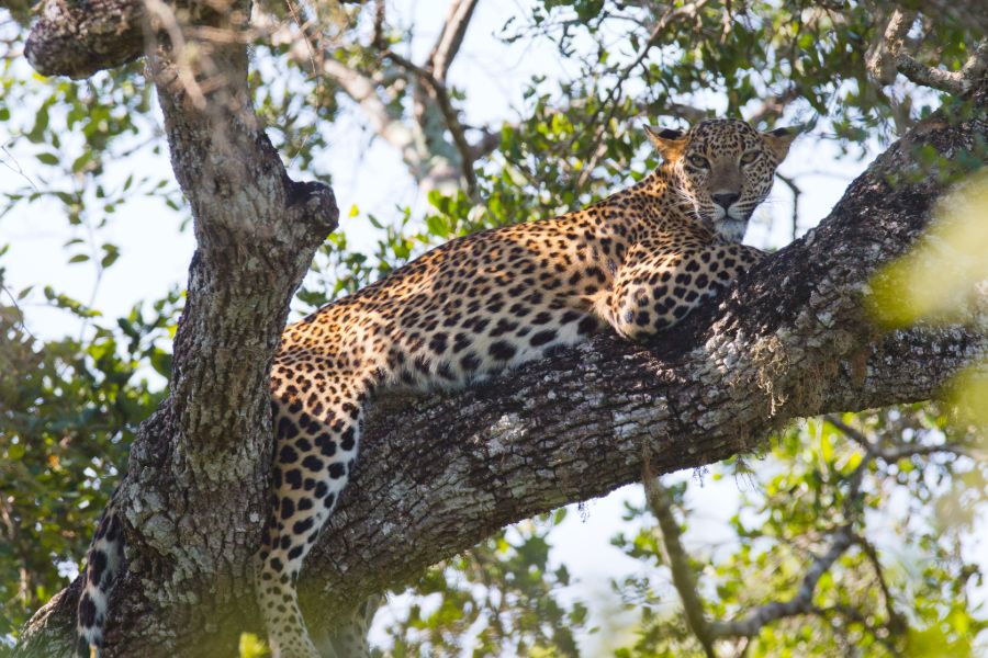 Yala National Park 2