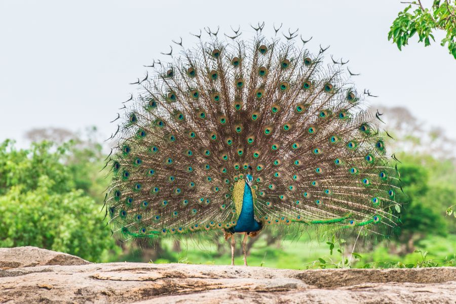 Yala National Park 3