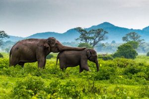 17-Daagse rondreis Wonderlijk Sri Lanka