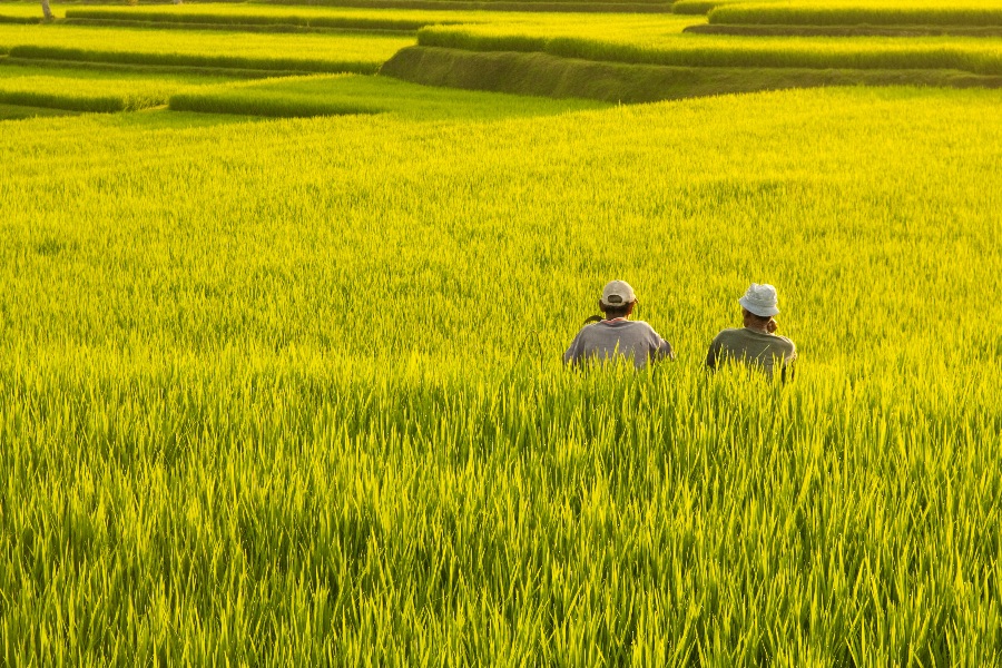 2 mannen in een rijstveld
