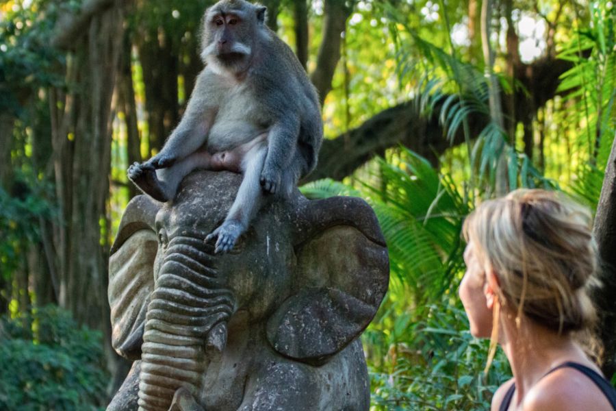 Indonesie Bali Kedaton apen bos
