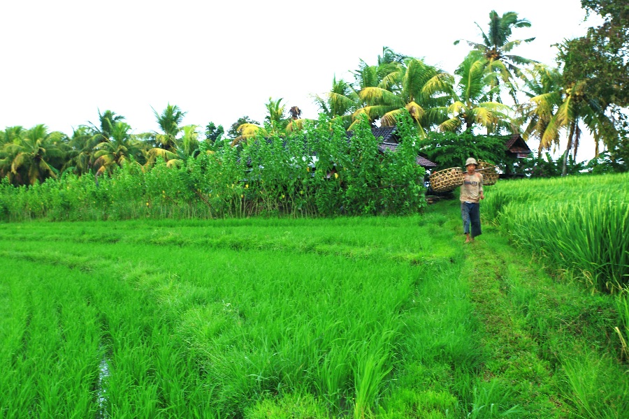 Indonesie Bali Lokale bevolking aan het werk op de rijstvelden