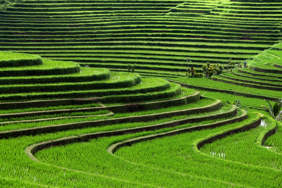 Boek de reis 'Wandeling door de rijstvelden'