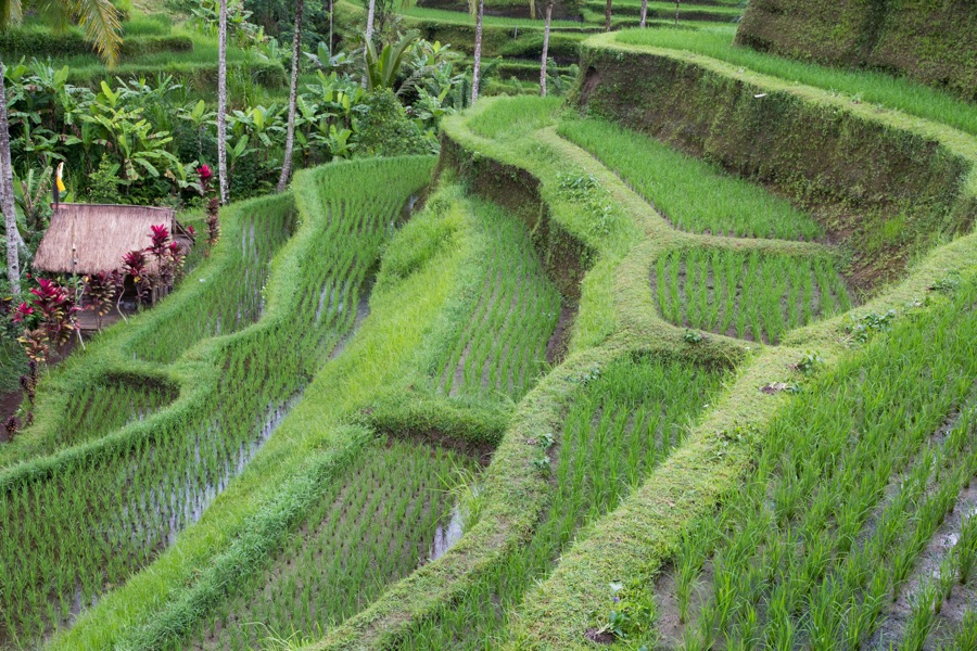 Indonesie Bali Subak Subak irrigatie systeem