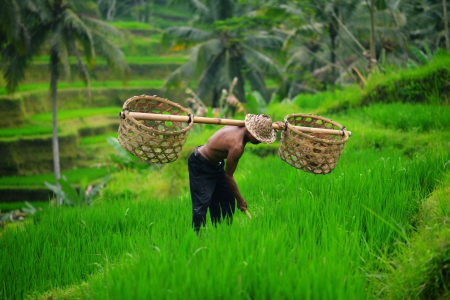 Indonesie Bali Ubud lokale boer