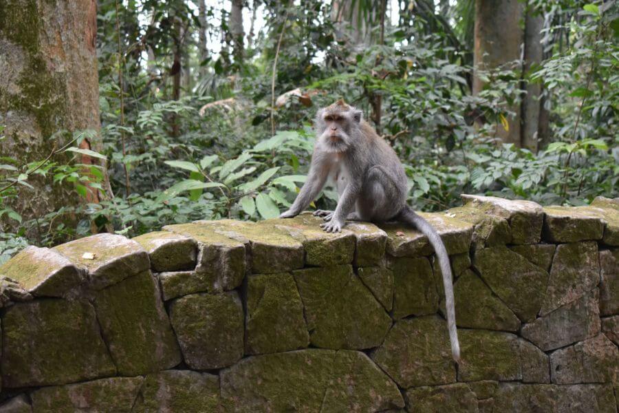 Dag 6: Malang – Ubud