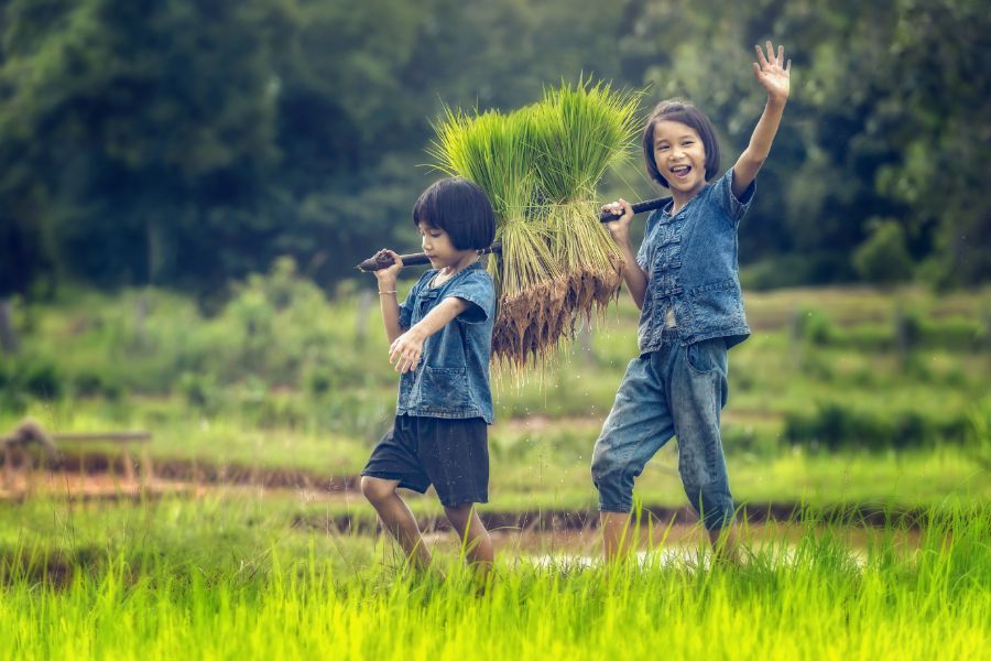 Indonesie Balli Ubud kinderen helpen in de rijstvelden