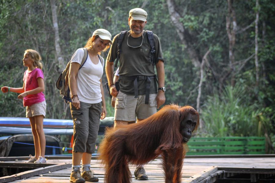 Indonesie Borneo Camp Leakey Orang oetan