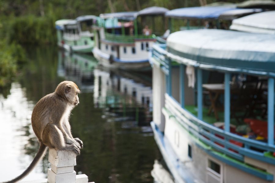 Indonesie Borneo aapje bij de Sekonyer rivier