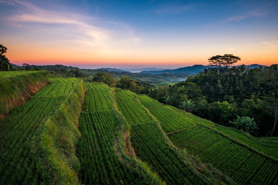 Indonesie Flores Ruteng dorp zonsopkomst rijstvelden uitzicht natuur