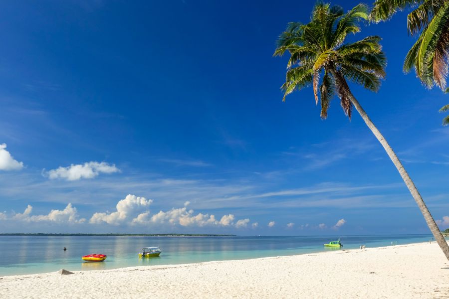 Indonesie Sulawesi Bira Palmboom op Strand