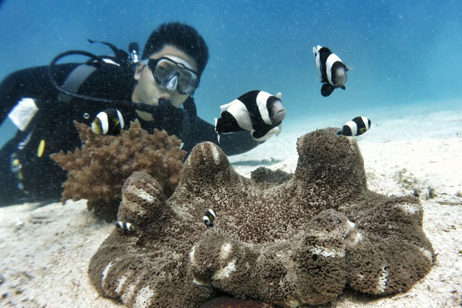 Indonesie Sulawesi onderwaterwereld snorkelen zee