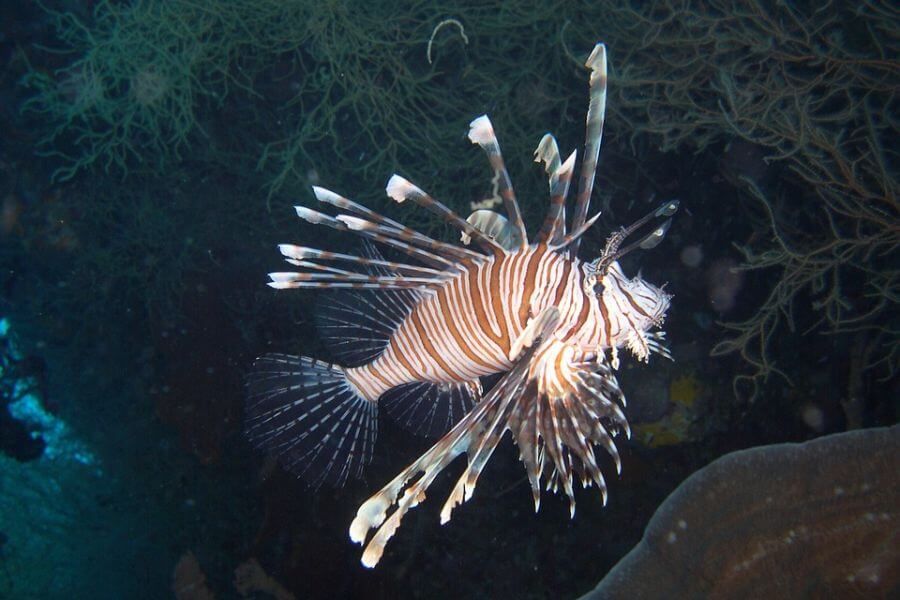 Indonesie Sulawesi onderwaterwereld vis 3 snorkelen