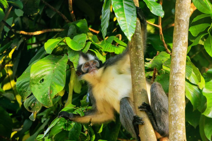 Indonesie Sumatra Bukit Lawang Gunung Leuser National Park aap Thomas leaf monkey sitting in a tree