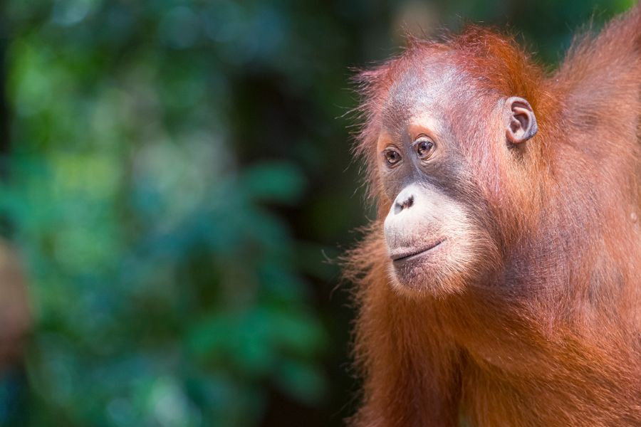 Indonesie Sumatra Gunung Leuser National Park Burkit Lawang Orang oetan baby