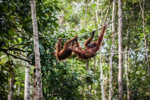 Orang-Oetans spotten op Sumatra