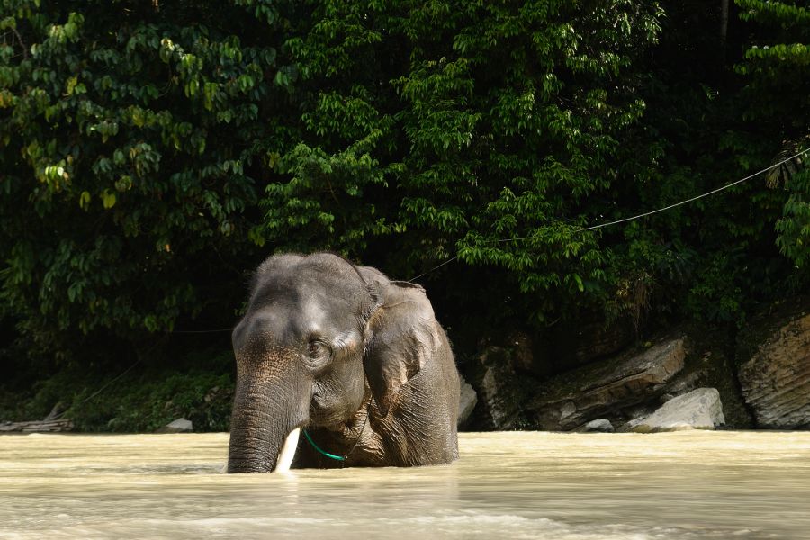 Indonesie Sumatra Tangkahan jungle rivier olifanten wasen trekking