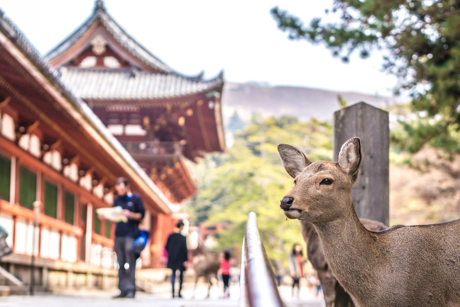 Japan Nara eland voor tempel