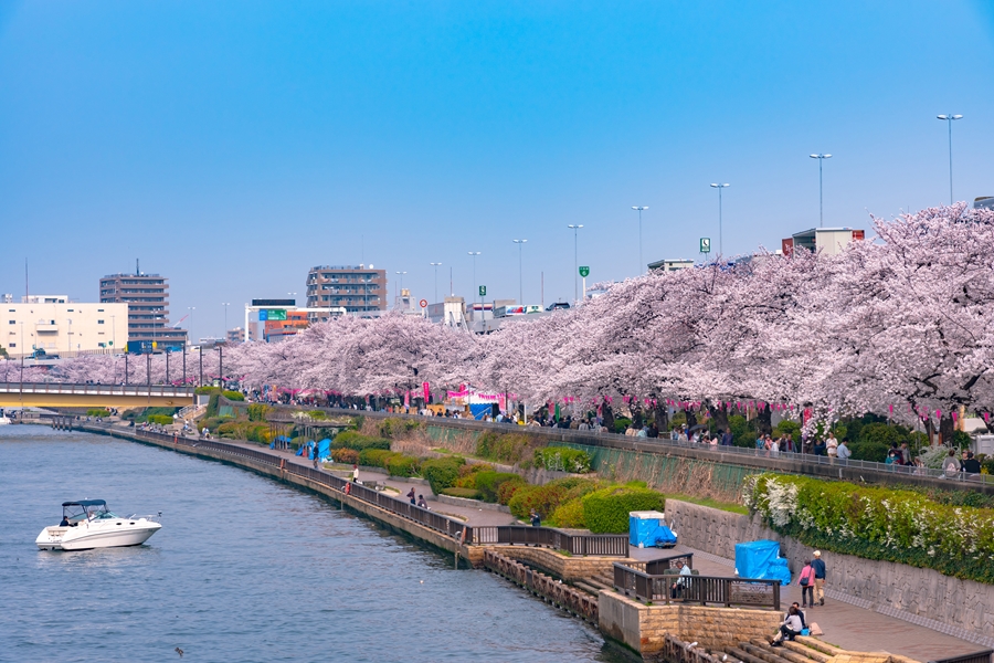 Japan Tokio Asakusa Sumida Park cherry blossom