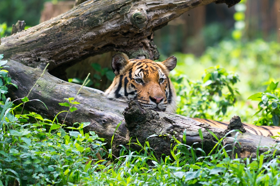 Maleisie Belum Forest regenwoud tijger