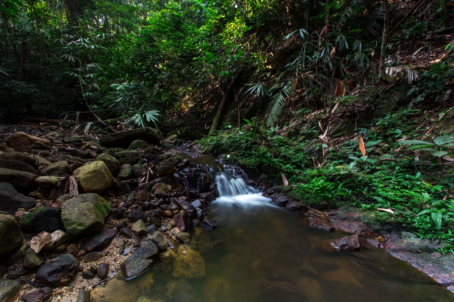 Maleisie Belum Forest regenwoud