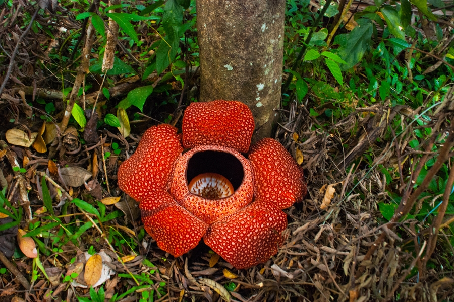 Maleisie Borneo Grootste bloem ter wereld 2