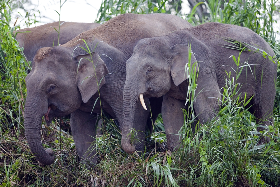 Maleisie Kinabatangan olifanten