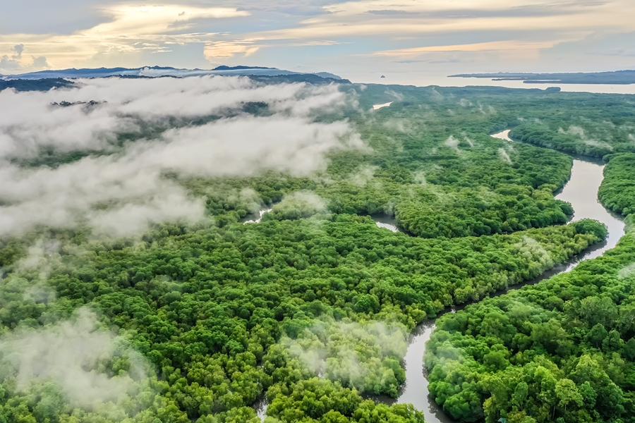 Maleisie Sabah Sandakan Mangrove overzicht Sepilok