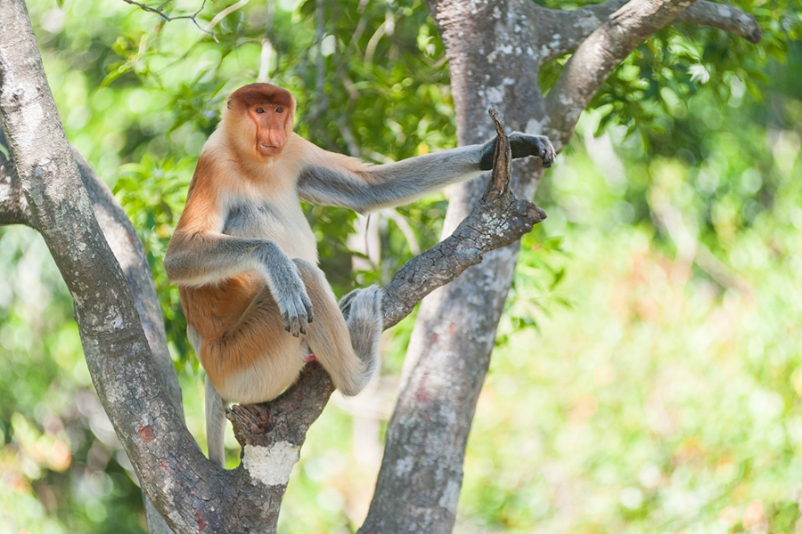 Maleisie Sabah Sandakan Neusaap in mangrove bos