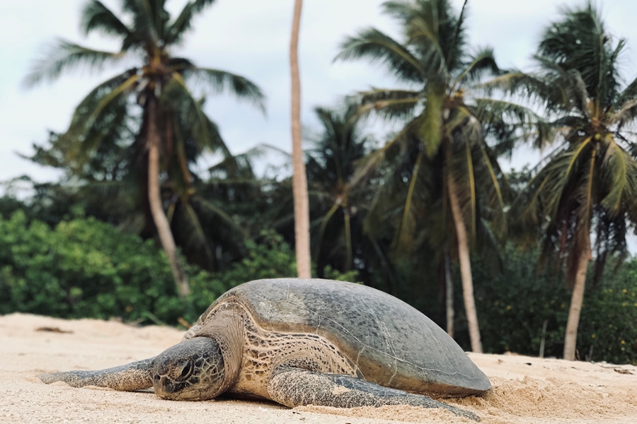 Maleisie Selingan Island Schildpad strand