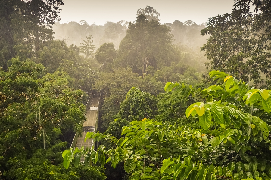 Maleisie Sepilok Brug regenwoud
