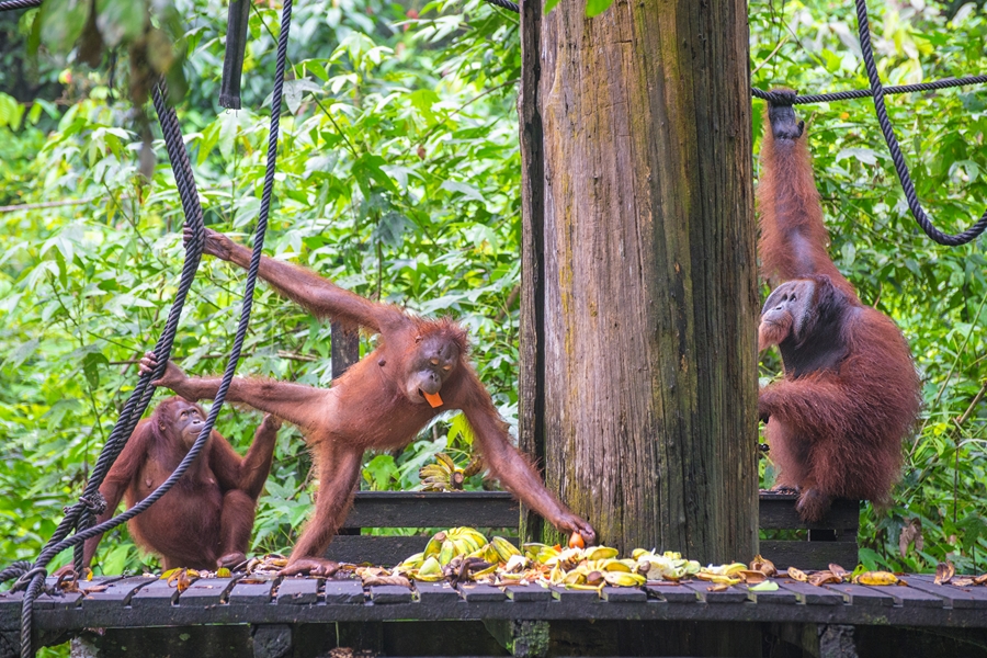 Maleisie Sepilok Orang oetans voederplaats