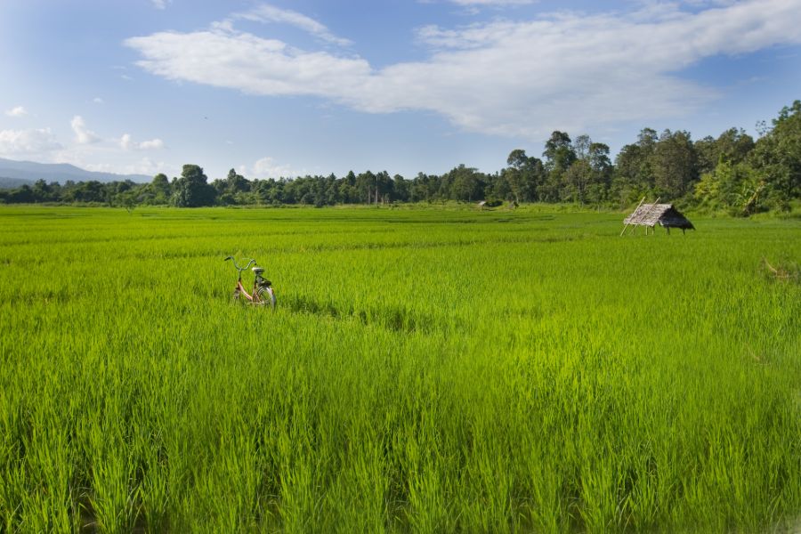 Thailand Noord Thailand Chiang Mai Chiang Rai landschap rijstvelden