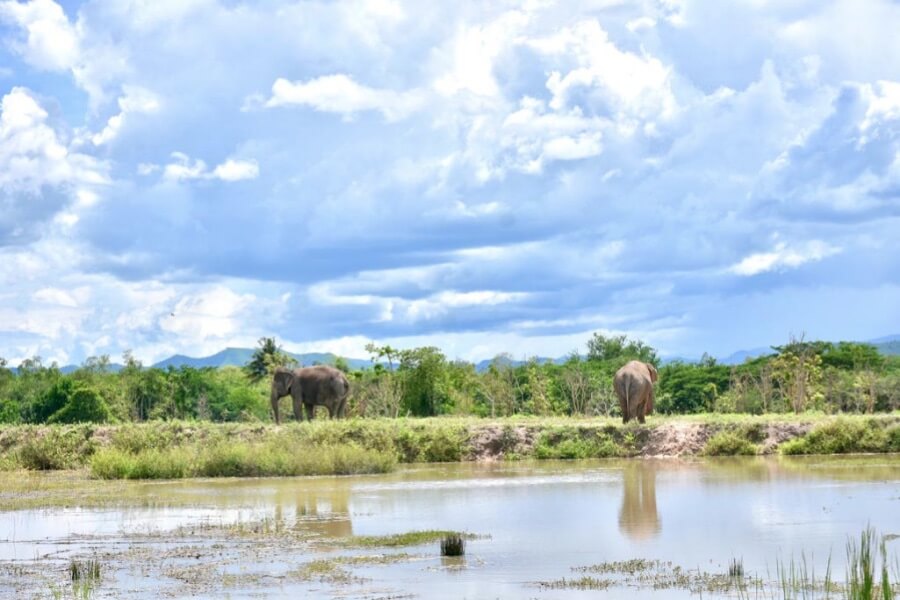 Thailand Phetchaburi I Love Phants Lodge 1