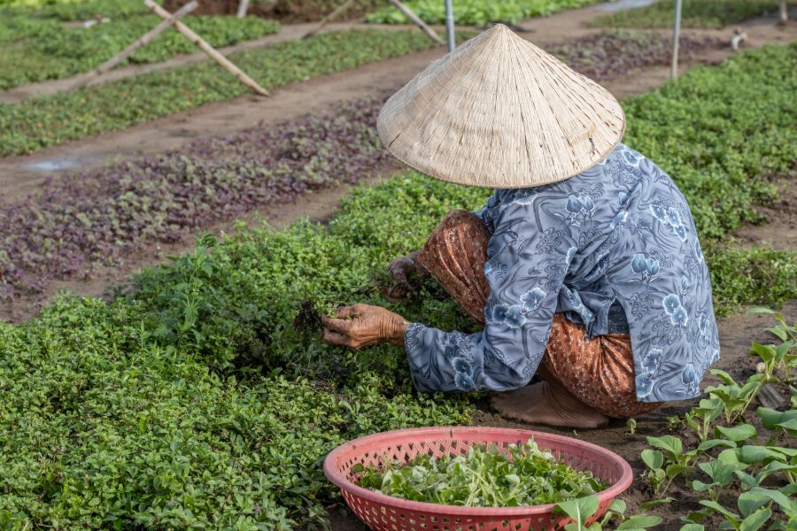 Vietnam Tra Que Farmer