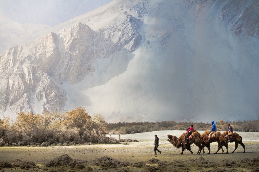 India Ladakh Nubra Valley kamelen