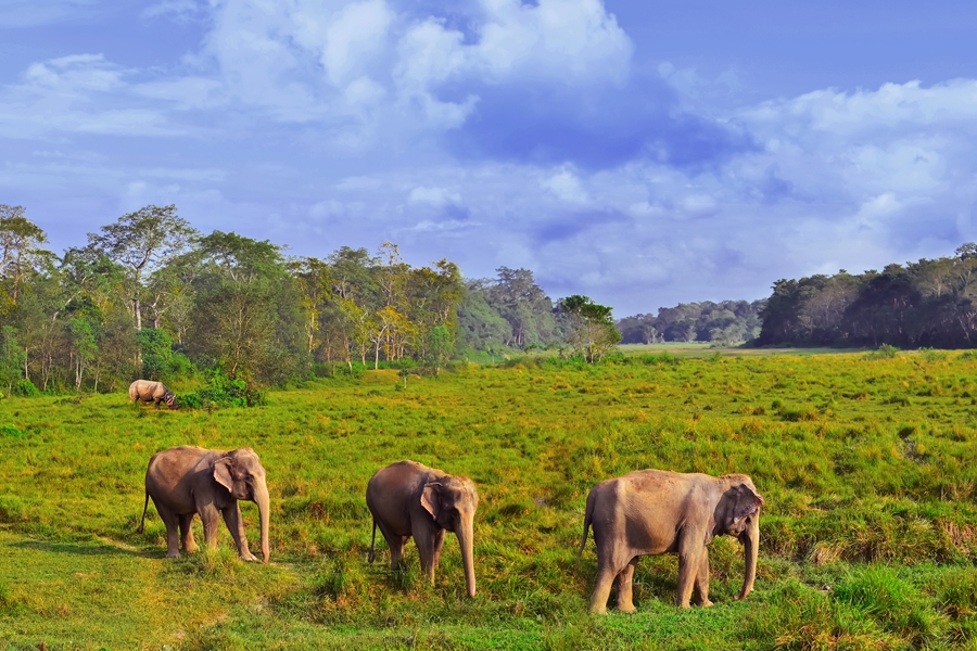 Nepal Chitwan National Park Olifanten